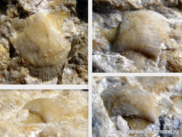 карбон, двустворки, Урал, р. Реж, гребешки, серпуховский ярус, Pectinida, исетская свита, Aviculopectinidina