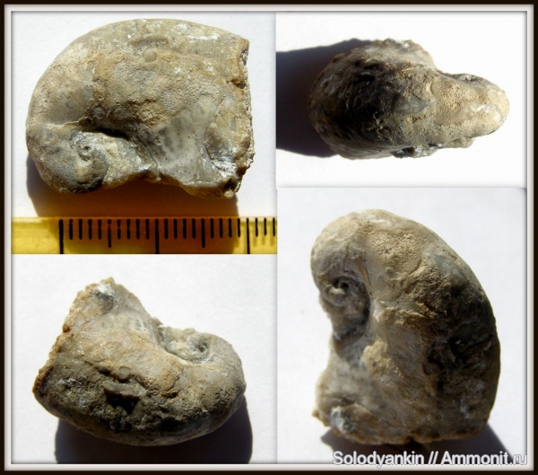 карбон, Урал, р. Реж, Platyceras, серпуховский ярус, исетская свита