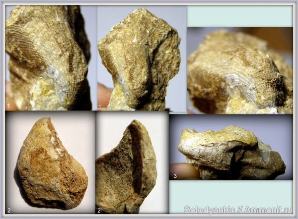 Урал, р. Реж, Productida, Striatifera, серпуховский ярус, Articulata, rhynchonelliformea, Strophomenata, Striatiferinae