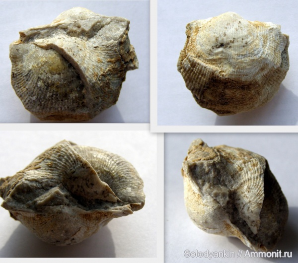 карбон, Урал, р. Реж, Productida, серпуховский ярус, Latiproductus