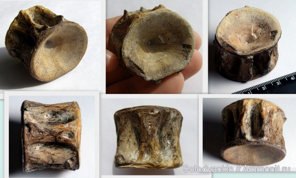 Казахстан, позвонки, Мангышлак, позвонки рыб