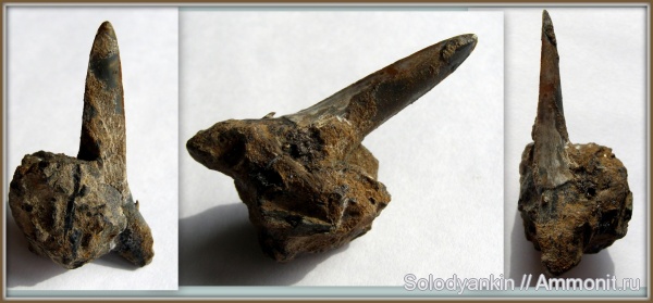 палеоген, эоцен, акулы, Свердловская область, зубы акул, Chondrichthyes, Elasmobranchii, Striatolamia, Striatolamia macrota, Lamniformes, приабон, Odontaspididae, Западно-сибирское море, shark teeth, sharks