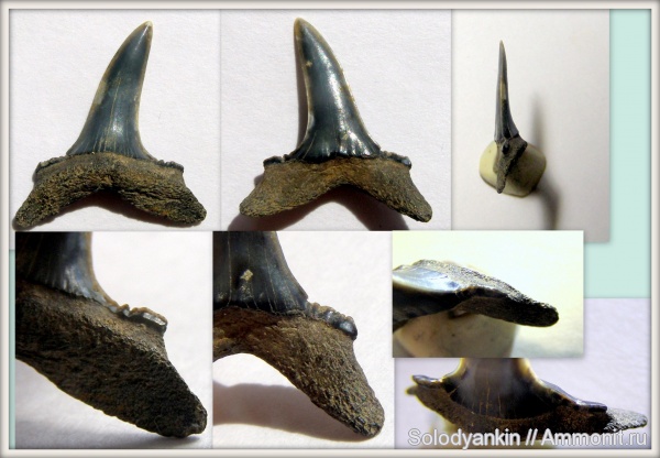 палеоген, эоцен, акулы, Свердловская область, зубы акул, Chondrichthyes, Elasmobranchii, Lamniformes, приабон, Carcharias, Западно-сибирское море, carcharias cuspidata, Araloselachus, shark teeth, sharks, Araloselachus cuspidata