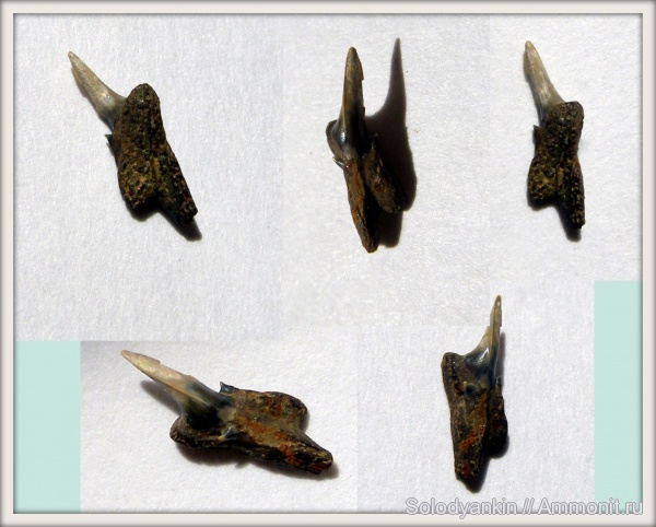 палеоген, эоцен, акулы, Свердловская область, зубы акул, Chondrichthyes, Elasmobranchii, Odontaspis, Lamniformes, приабон, Odontaspididae, Западно-сибирское море, симфизные зубы, shark teeth, sharks