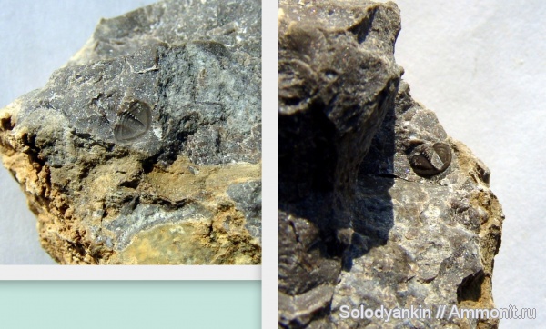 трилобиты, Урал, р. Демид