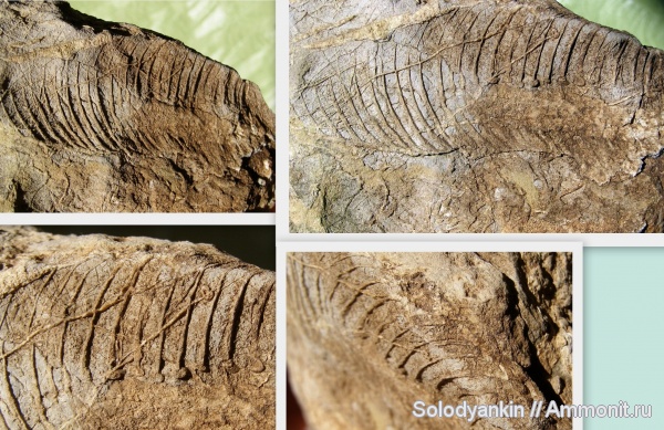 Урал, р. Демид