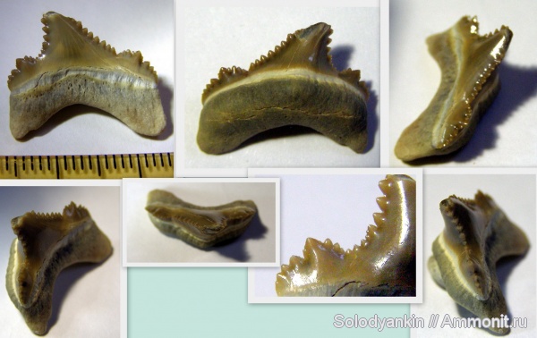 палеоген, хрящевые рыбы, эоцен, акулы, Казахстан, зубы акул, Chondrichthyes, Мангышлак, Elasmobranchii, Otodus, бартон, Lamniformes, Otodus poseidoni, Odontidae, shark teeth, sharks