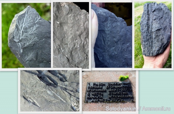 Урал, stigmaria, турнейский ярус, визейский ярус, Sphenopteridium, Артёмовский