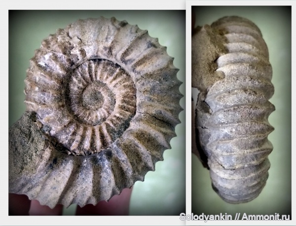 Pavlovia, волжский ярус, Strajevskya, Dorsoplanitidae, Volgian