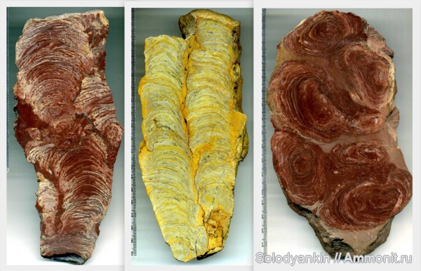 строматолиты, Урал, рифей