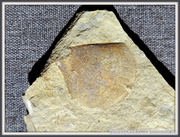 Урал, Uraloceras, кунгурский ярус, анаптихи, anaptychi, иренский горизонт