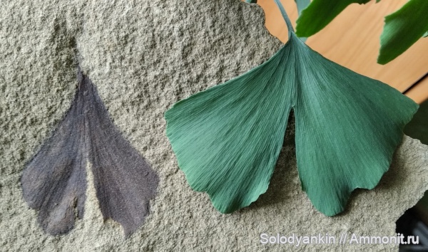 гинкгофиты, Psygmophyllum expansum, Psygmophyllum, Ginkgoopsida, пермская система, кунгурский ярус, Psygmophyllaceae, Ginkgoales, Ginkgophyta