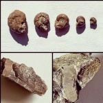 Артинские мини-аммоноидеи.