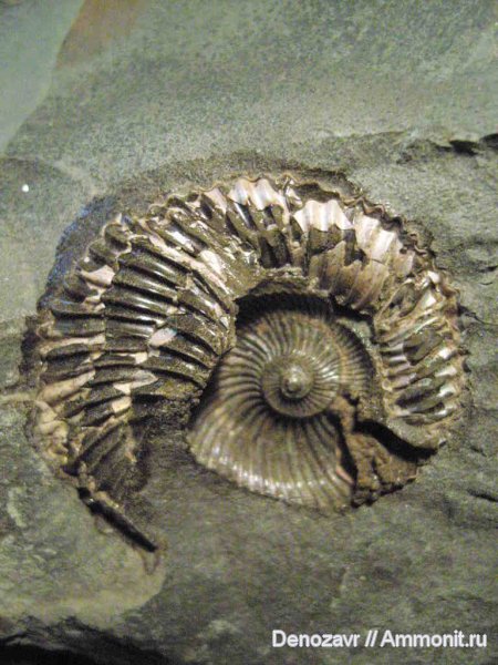 аммониты, моллюски, Ammonites