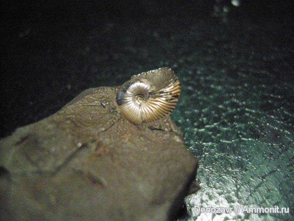 аммониты, моллюски, Ammonites