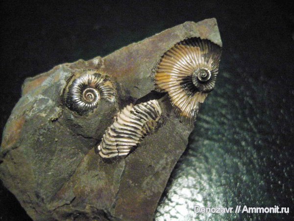 аммониты, моллюски, Pseudocadoceras, Ammonites