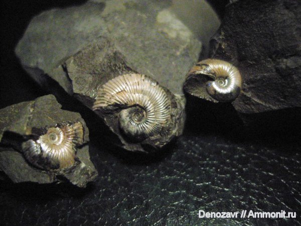 аммониты, моллюски, Pseudocadoceras, Ammonites