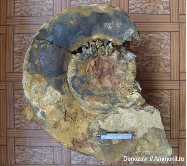 аммониты, моллюски, Proplanulites, Ammonites