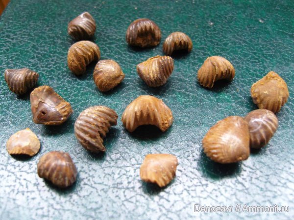 брахиоподы, беспозвоночные, Ivanoviella, Ivanoviella alemanica, Rhynchonellida