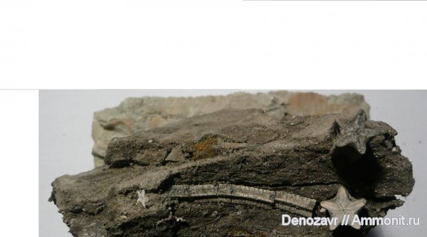 морские лилии, Pentacrinus