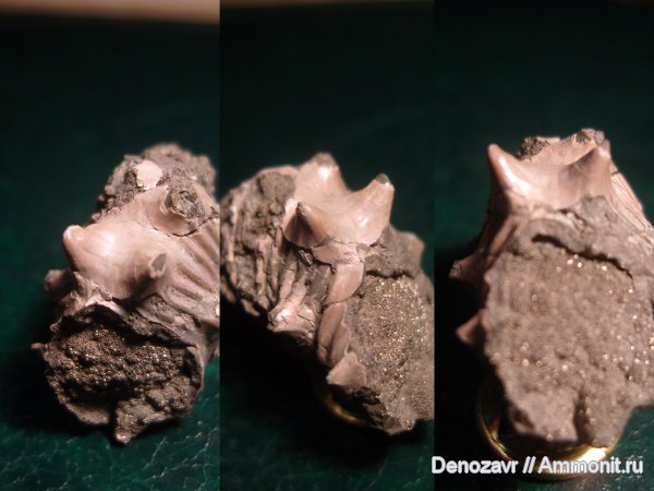 аммониты, моллюски, Kosmoceras gemmatum, Ammonites