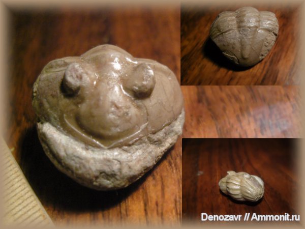 трилобиты, Asaphus