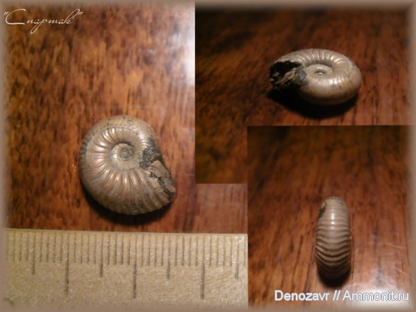 аммониты, моллюски, Quenstedtoceras, Ammonites
