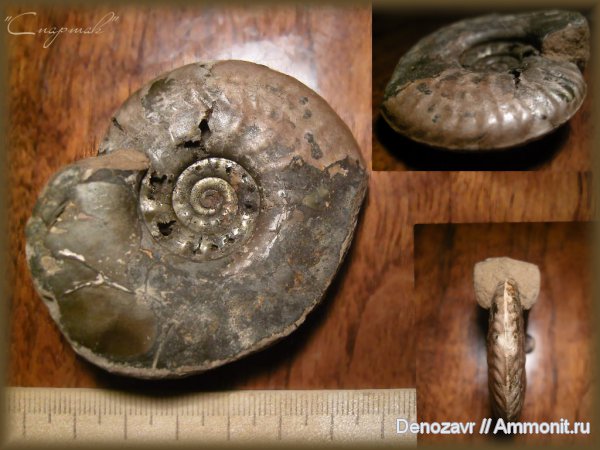 аммониты, моллюски, Brightia, Ammonites