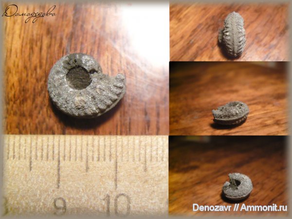 моллюски, Домодедово, Amoeboceras