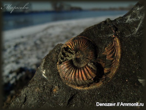 моллюски, Бронницы, Amoeboceras