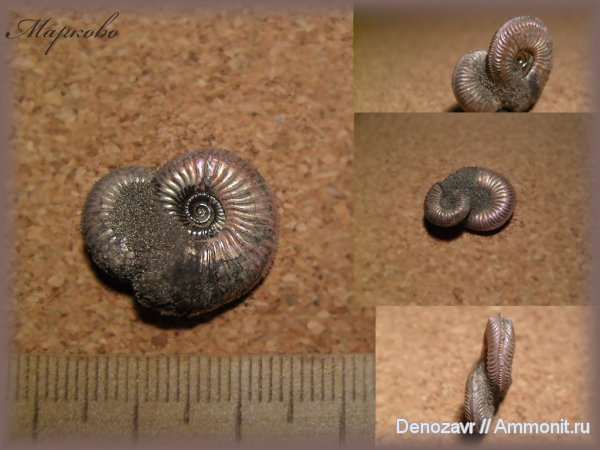 моллюски, Бронницы, Amoeboceras