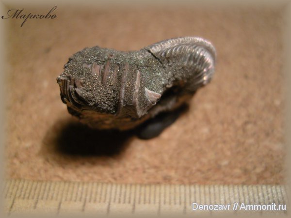 моллюски, Бронницы, Amoeboceras, Dicroloma, Aporrhaidae