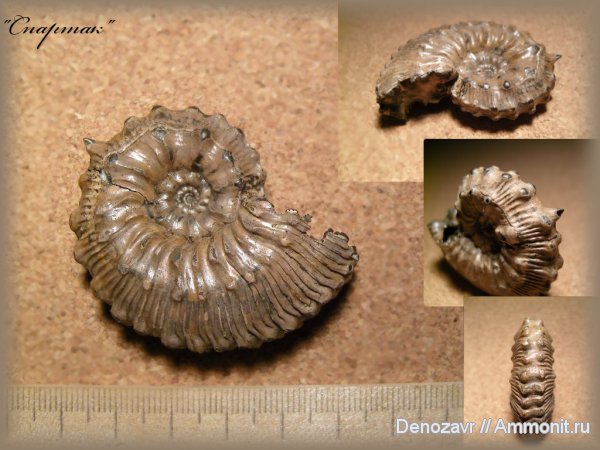 моллюски, Kosmoceras gemmatum