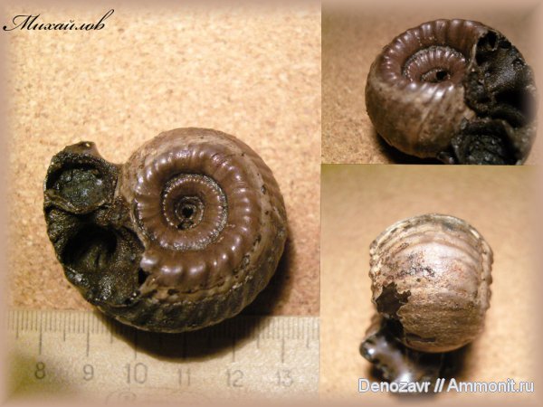 аммониты, моллюски, Erymnoceras, Erymnoceras coronatum, Ammonites