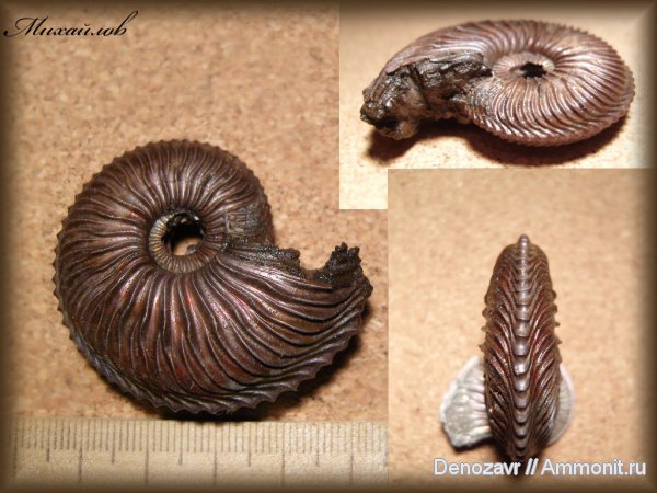 аммониты, моллюски, Cardioceras, Ammonites