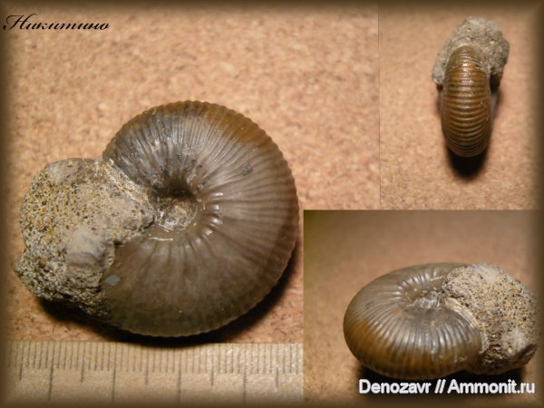 аммониты, моллюски, Rondiceras, Ammonites