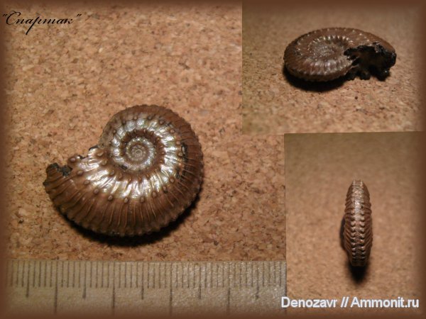 аммониты, моллюски, Kosmoceras, Ammonites