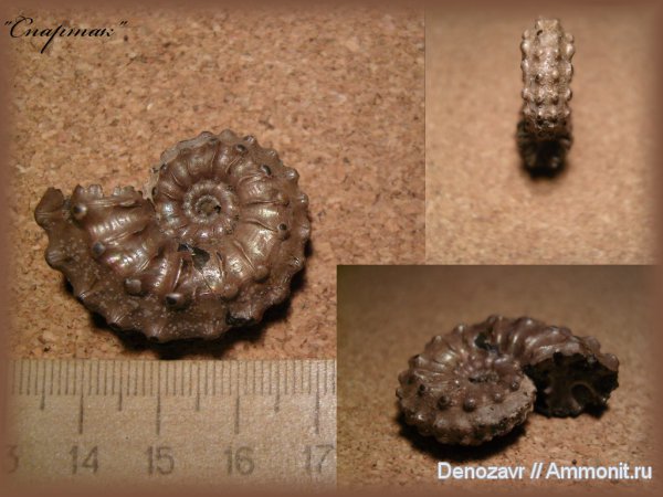 моллюски, Kosmoceras, Kosmoceras gemmatum