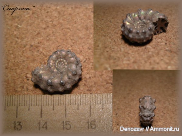 моллюски, Kosmoceras, Kosmoceras pollux