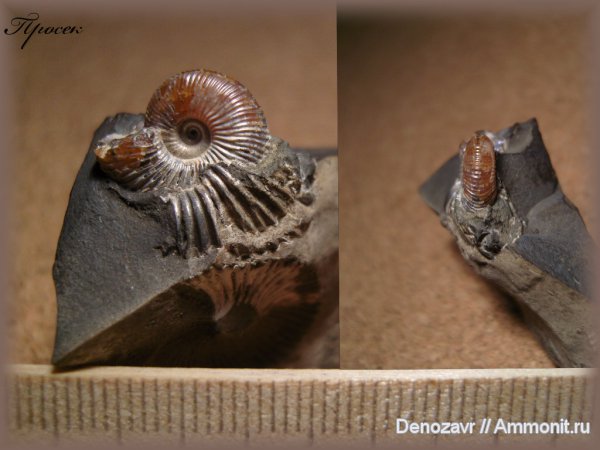 аммониты, моллюски, Cadoceras, ?, Ammonites