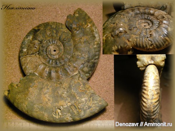 аммониты, моллюски, Proplanulites, Ammonites, Proplanulites crassicosta