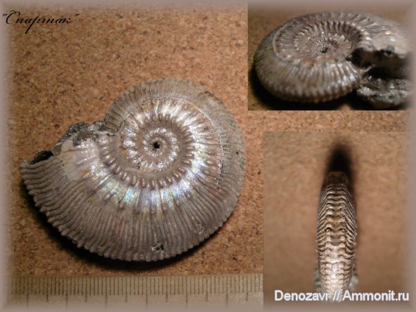 моллюски, Kosmoceras