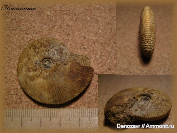 моллюски, Kosmoceras, Kosmoceratidae