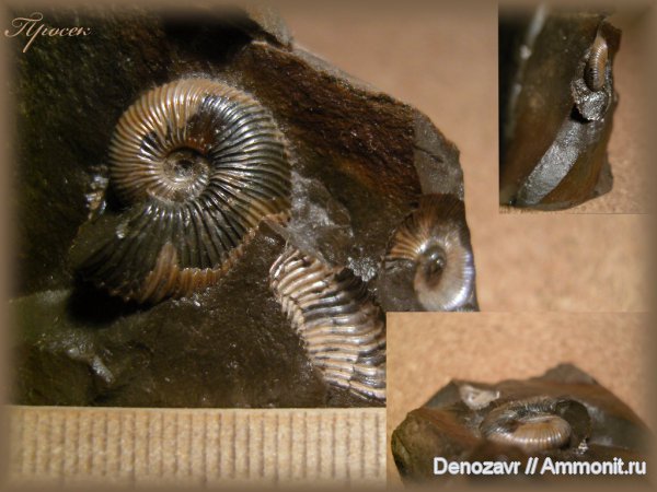 аммониты, моллюски, Pseudocadoceras, Ammonites