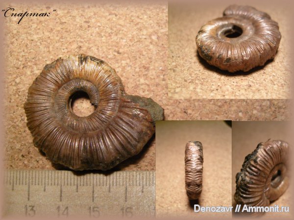 аммониты, моллюски, Binatisphinctes, Ammonites, parabolae