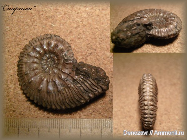 моллюски, Kosmoceras