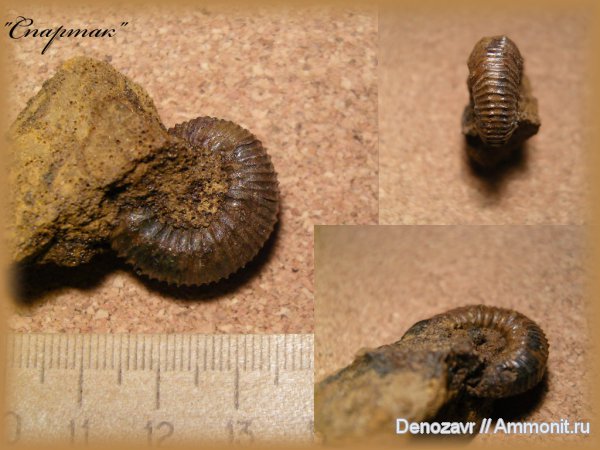 аммониты, моллюски, Kepplerites, Gowericeras, Ammonites