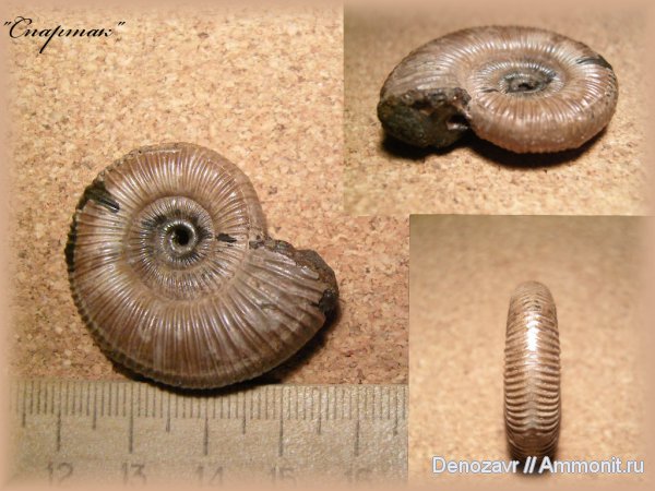 аммониты, моллюски, Binatisphinctes, Ammonites