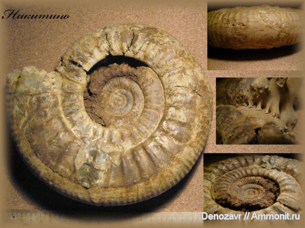 аммониты, моллюски, Choffatia, Ammonites