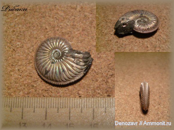 аммониты, моллюски, Amoeboceras, Ammonites